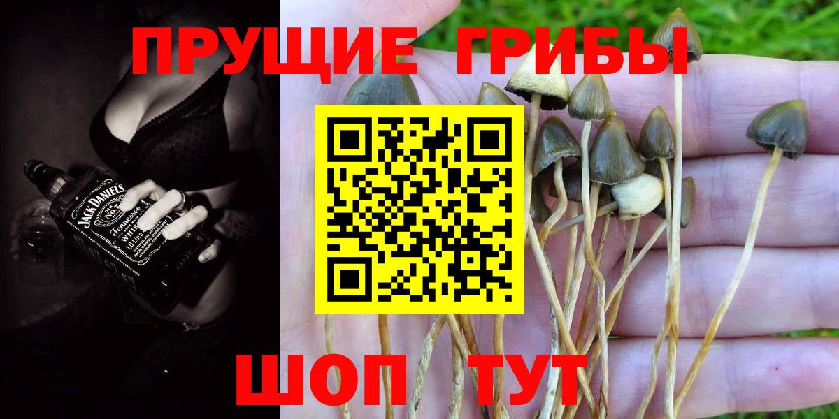 Галлюциногенные грибы Cubensis Урус-Мартан